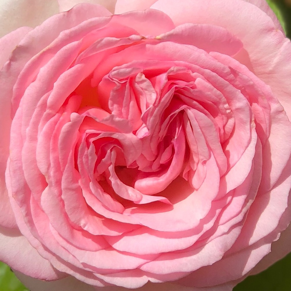 Meet your Posher, Dana